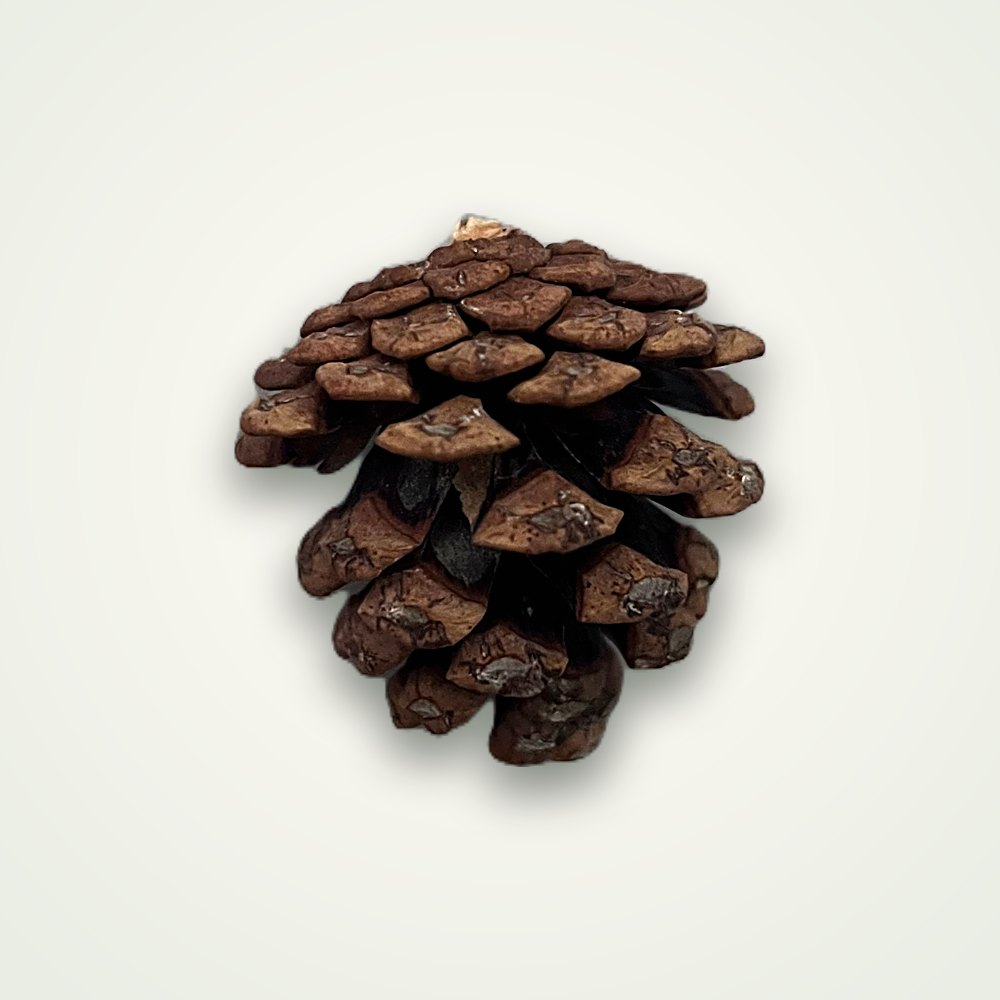 Natural dried cleaned pine cone chew foraging toy for rabbits, wholesale